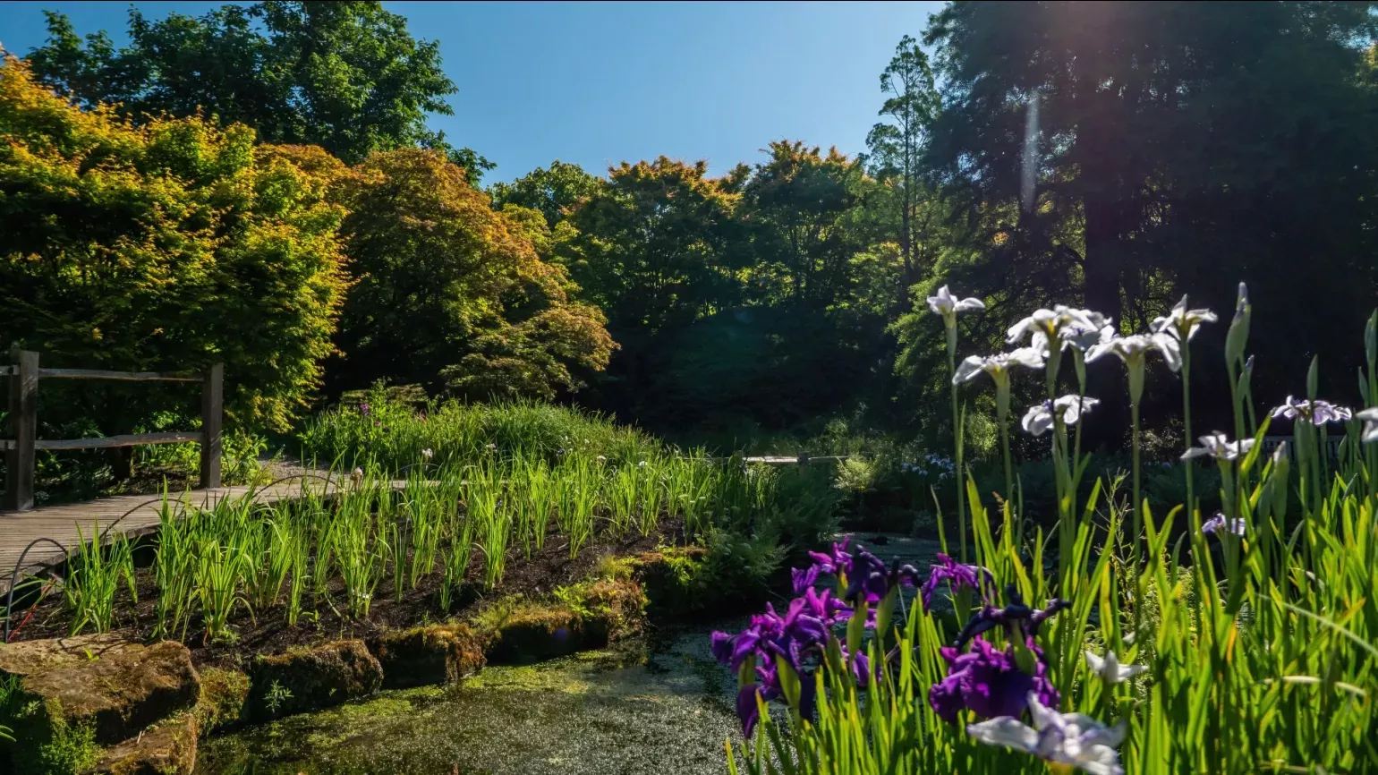 Wakehurst's Iris Dell, Visual Air © RBG Kew A sunny day over an walkways with iris flowers growing next to water