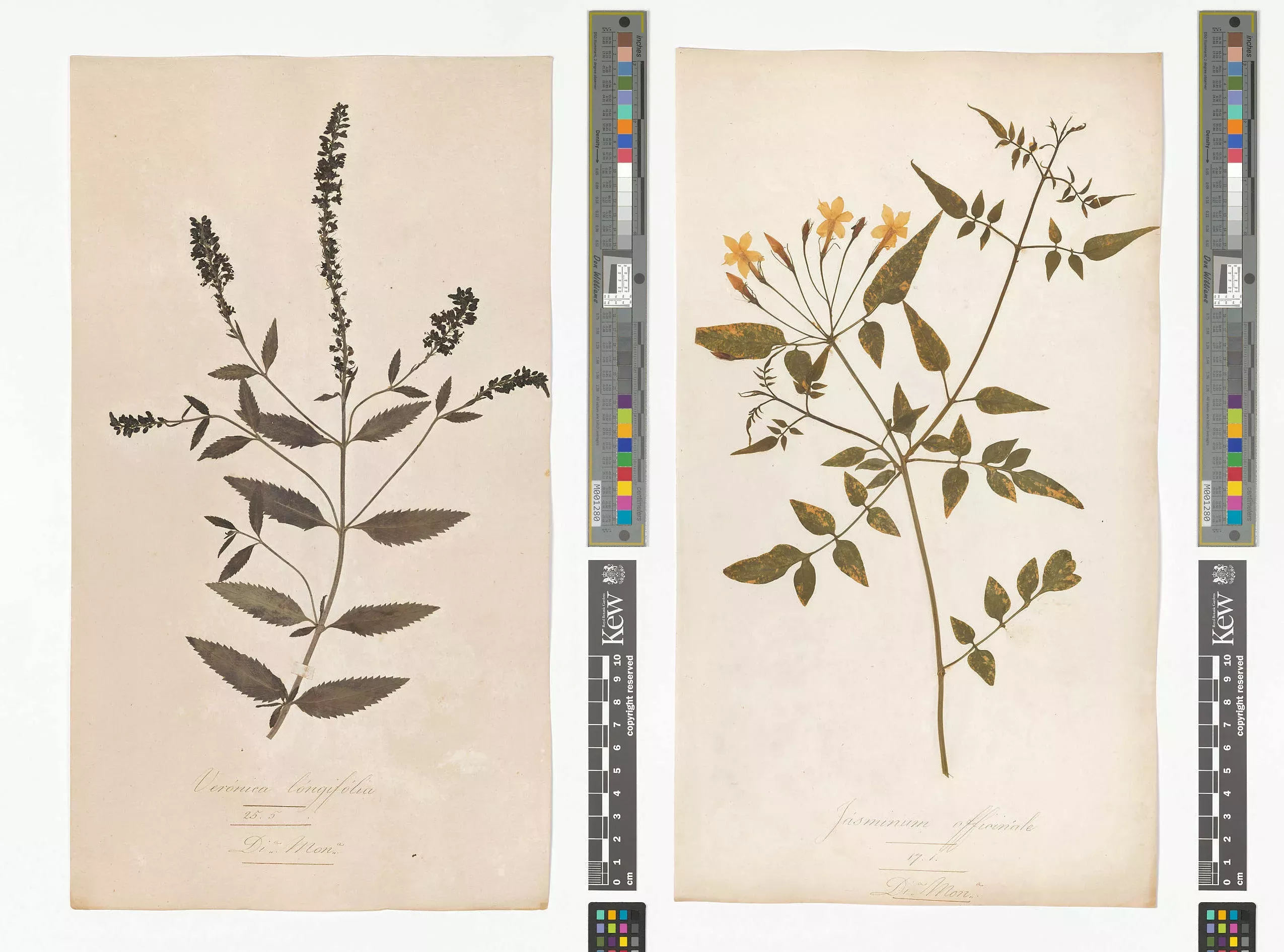 The gorgeous herbarium specimens of veronica and jasmine were donated from Bertoloni’s 1833-1857 'Flora Italia'. Their Linnaean names are written at the bottom of each sheet in ornate handwriting © RBG Kew Herbarium specimens of veronica and jasmine