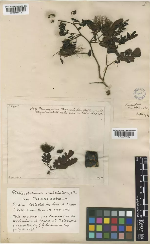 Herbarium specimen collected by Samuel Brown Herbarium specimen collected by Samuel Brown