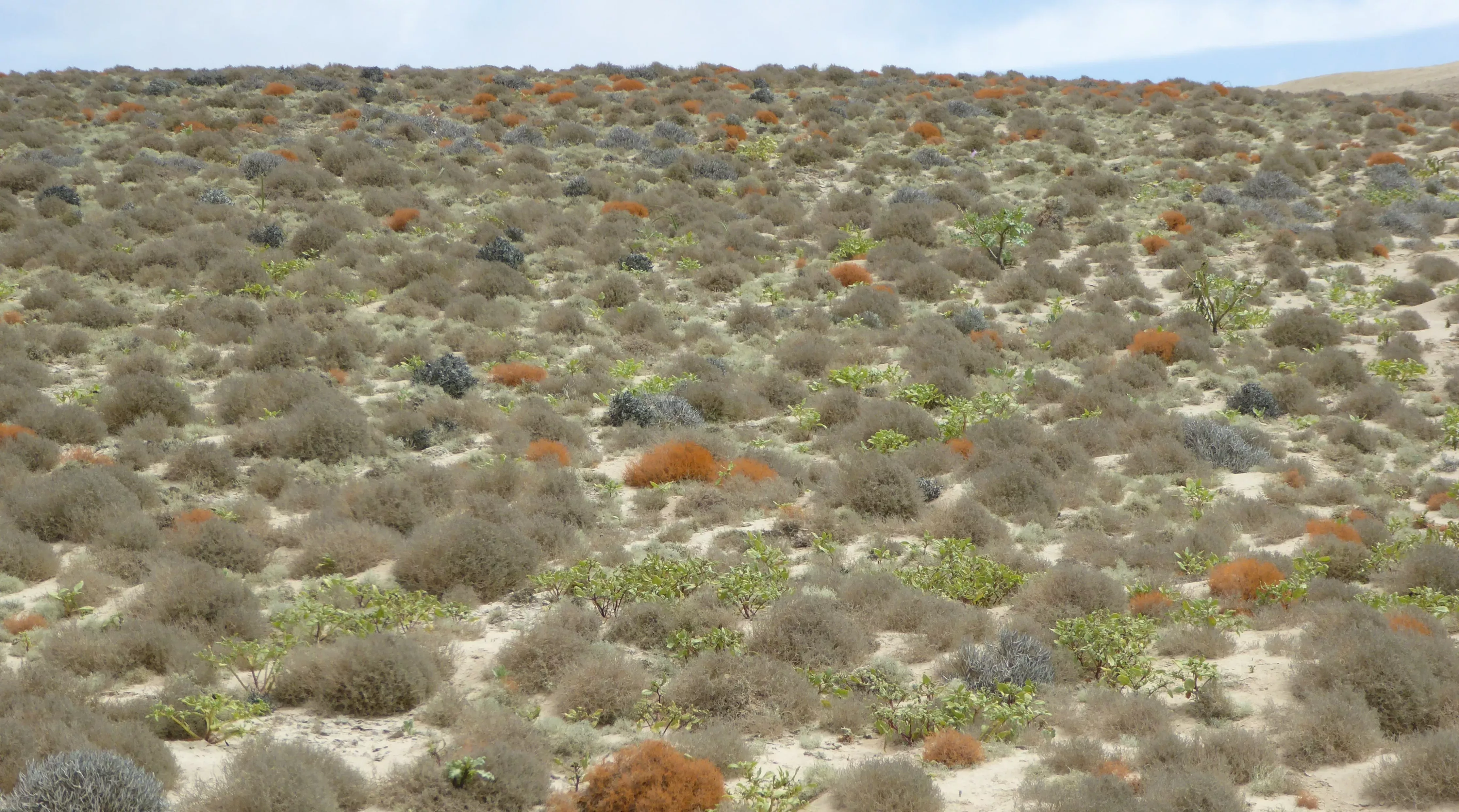 Some of the lomas support extremely rare ecosystems known as ‘Lichen meadows’ – hardly known outside the Namib desert © Justin Moat, RBG Kew A landscape is full of clumps of lichen