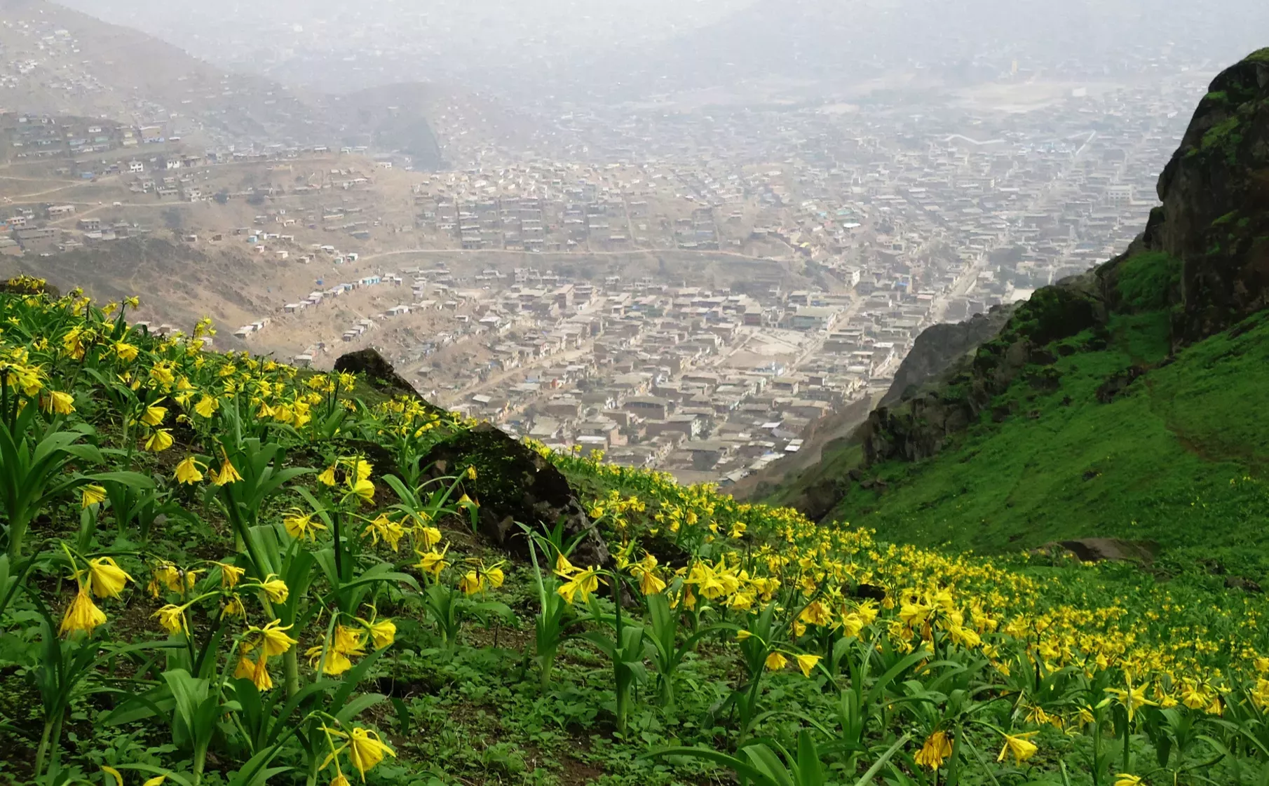 The proximity of many lomas habitats to large scale human settlement and industry poses a question for their future in our changing world © María Miyasiro A green hilltop overlooks at human developed area