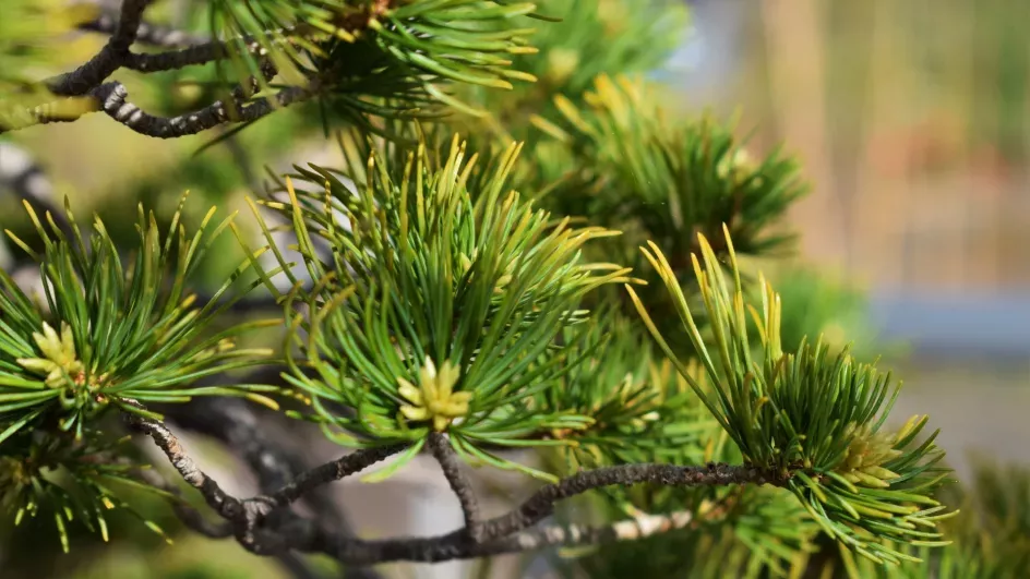 The Bonsai House, Ellen McHale © RBG Kew