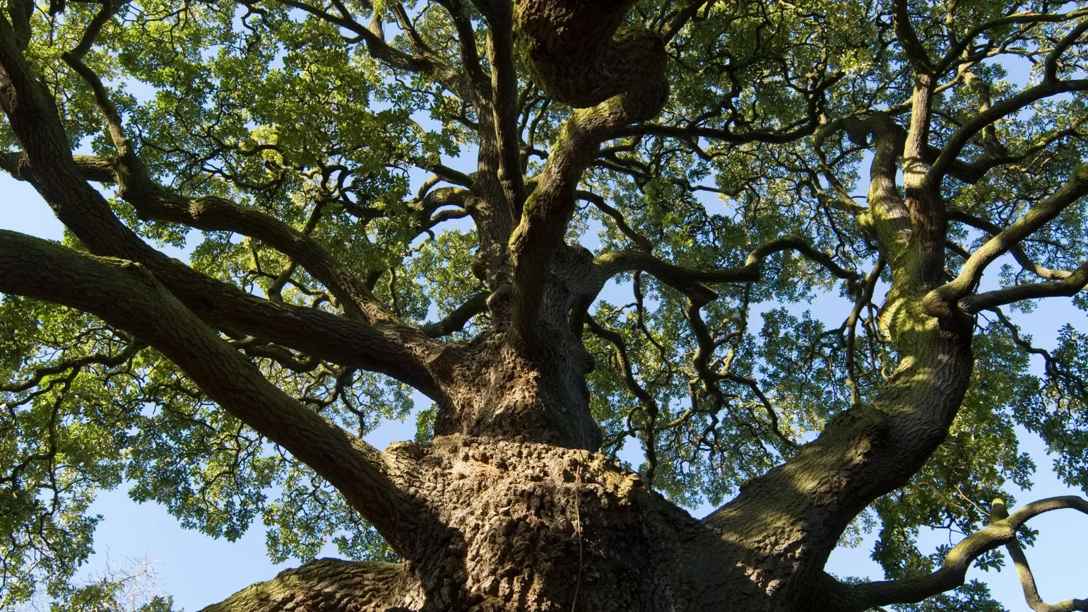 Lucombe Oak (Quercus x hispanica) Lucombe Oak (Quercus x hispanica)
