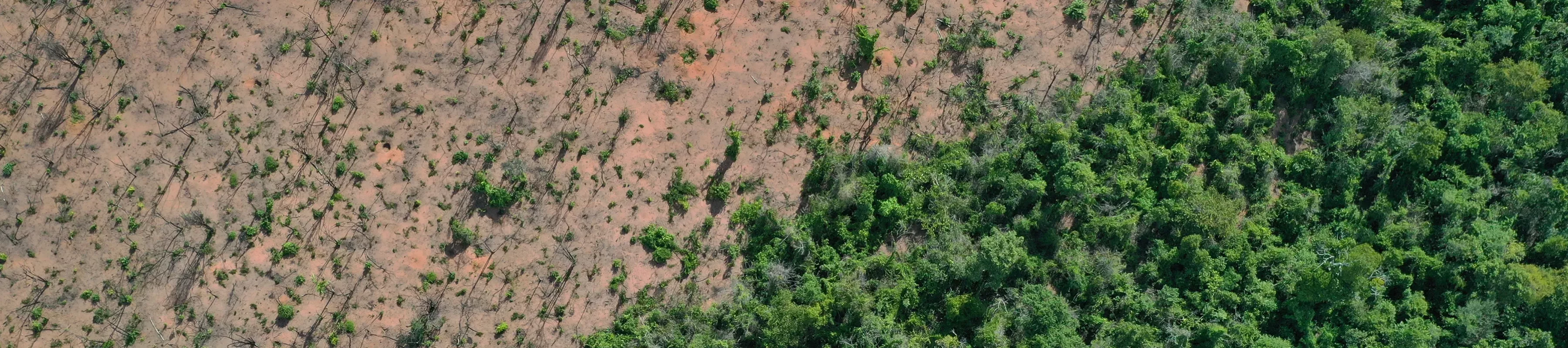 Madagascar dry forest fire damage An area of forest has been wiped out by fire, contrasting against the surviving area adjacent