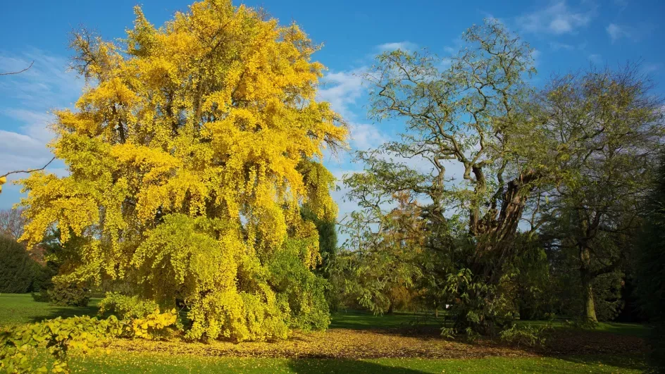 Maidenhair tree in autumn, Andrew McRobb © RBG Kew