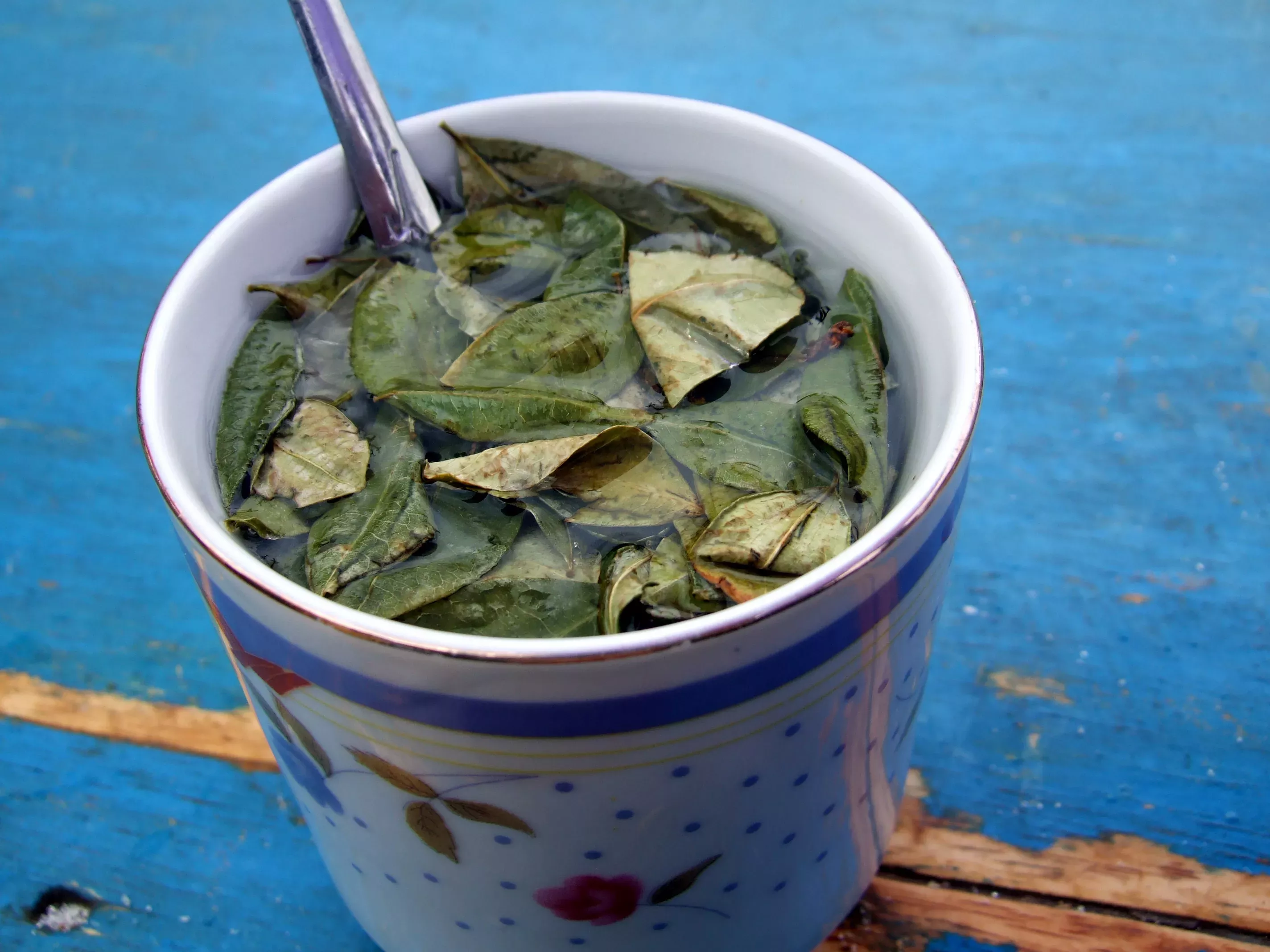 A cup of mate de coca served in Villazón, Bolivia. The drink is formed by soaking coca leaves in hot water. © Stevage, CC 3.0 A cup with coca leaves suspended in water