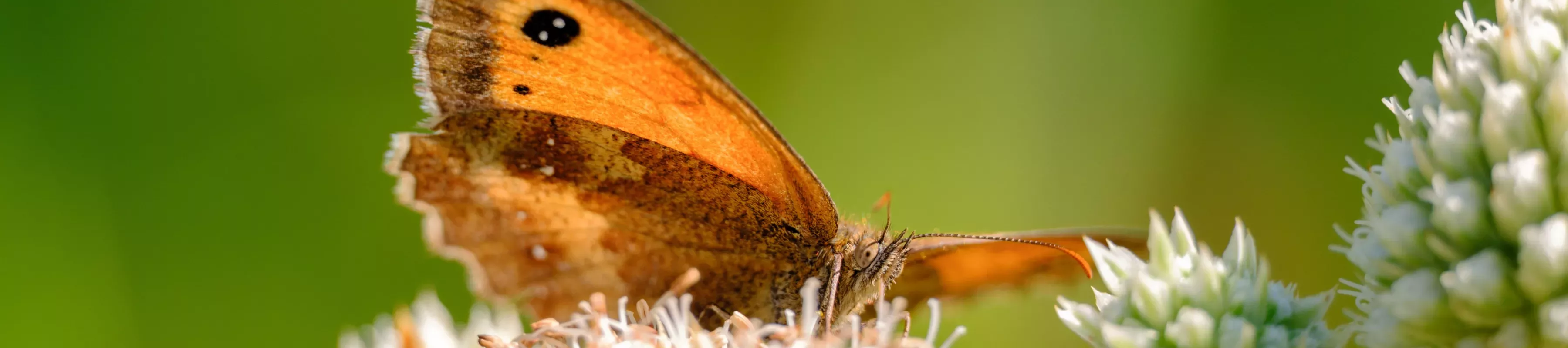 Meadow bathing A brown red butterfly resting on a plant