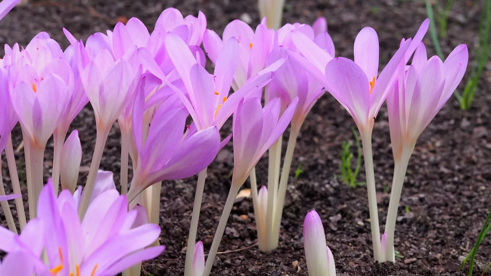 Naked ladies (Colchicum autumnale), Agnieszka Kwiecień, Nova on Wikimedia Commons CC BY SA 4.0 A collection of small purple flowers with no leaves