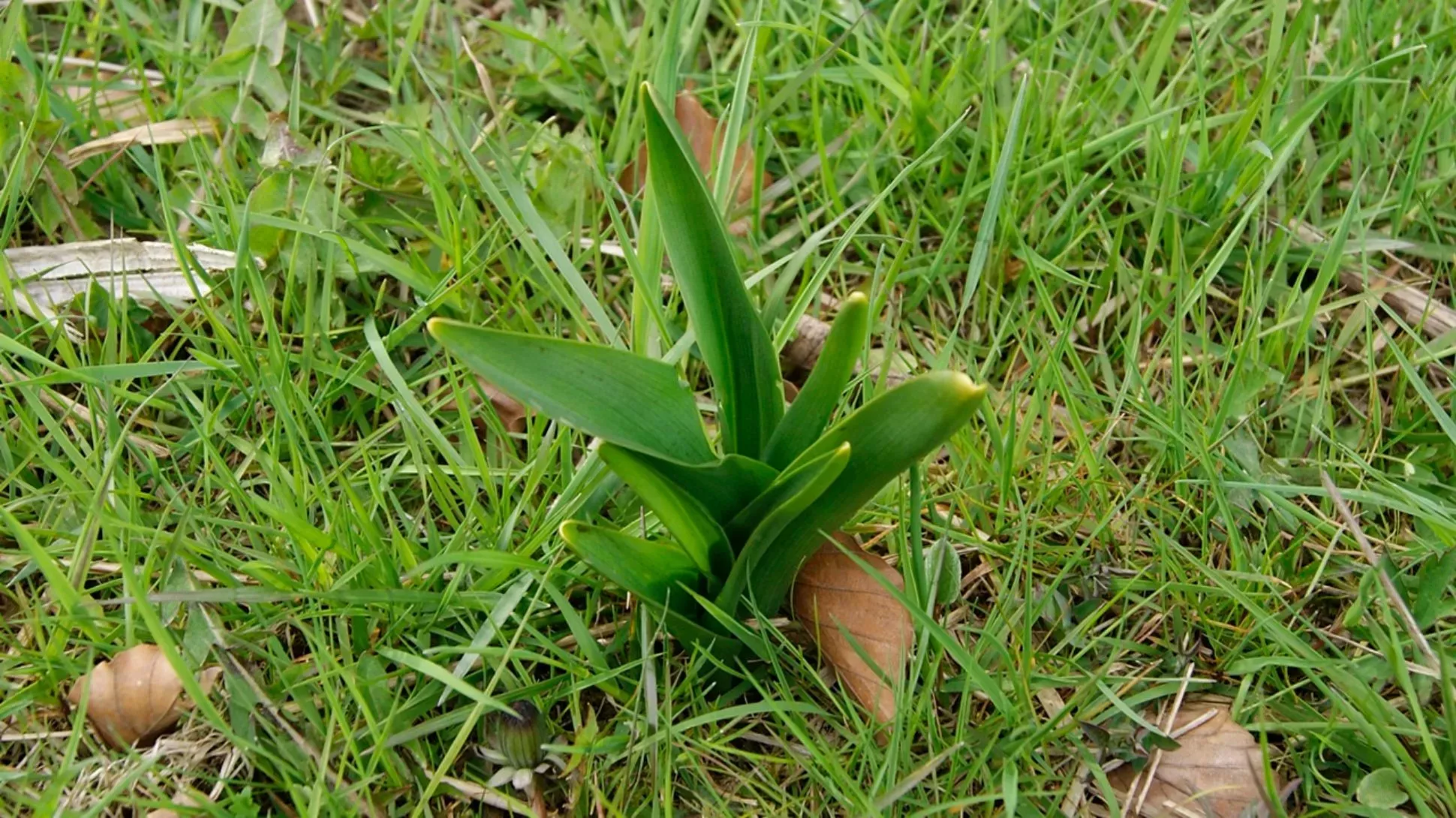 Naked ladies (Colchicum autumnale) leaves, Danny S. on Wikimedia Commons CC BY-SA 4.0 A collection of dark green lance shaped leaves growing from the grass