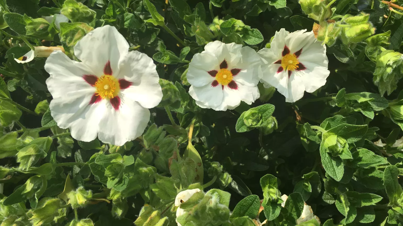 Cistus, Mediterranean Garden, RBG Kew White flowers in the Mediterranean Garden at Kew