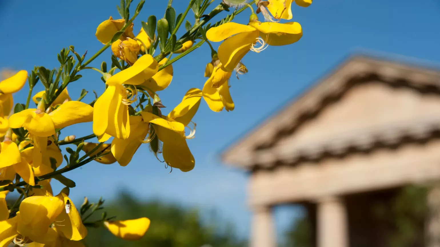 Mediterranean Garden, RBG Kew Yellow flowers against a blue sky in the Mediterranean Garden