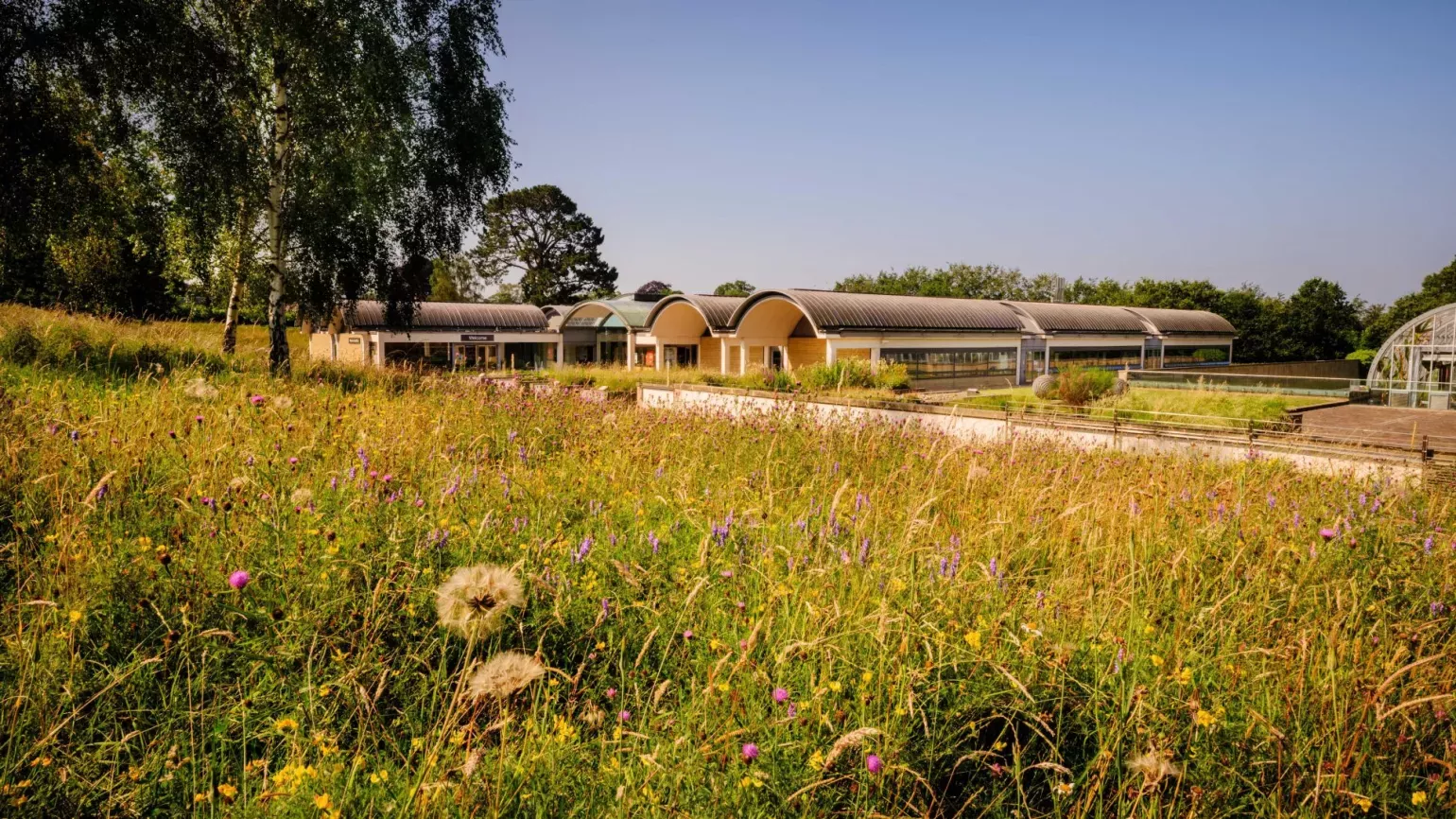 Millennium Seed Bank Meadow at Wakehurst, Jim Holden © RBG Kew Millennium Seed Bank in summer with meadow flowers