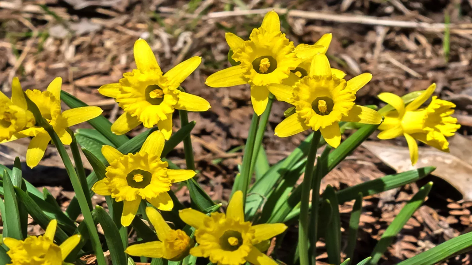 Narcissus cuneiflorus, Ignacio Fernández Villar (CC) Yellow daffodils with wide trumpets growing on a forest floor