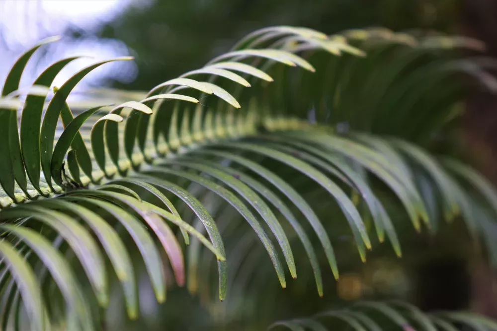 The branches of a Wollemi pine at Wakehurst, Ellen McHale © RBG Kew The branches of a Wollemi pine at Wakehurst