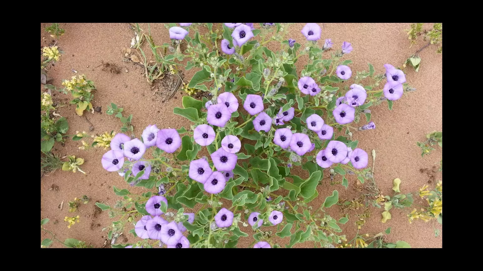 Nolana spathulata's pentagonal purple blooms are an unmissable sight in a lomas scene during periods of high moisture availability © Oliver Whaley, RBG Kew A plant is densely flowering near ground level