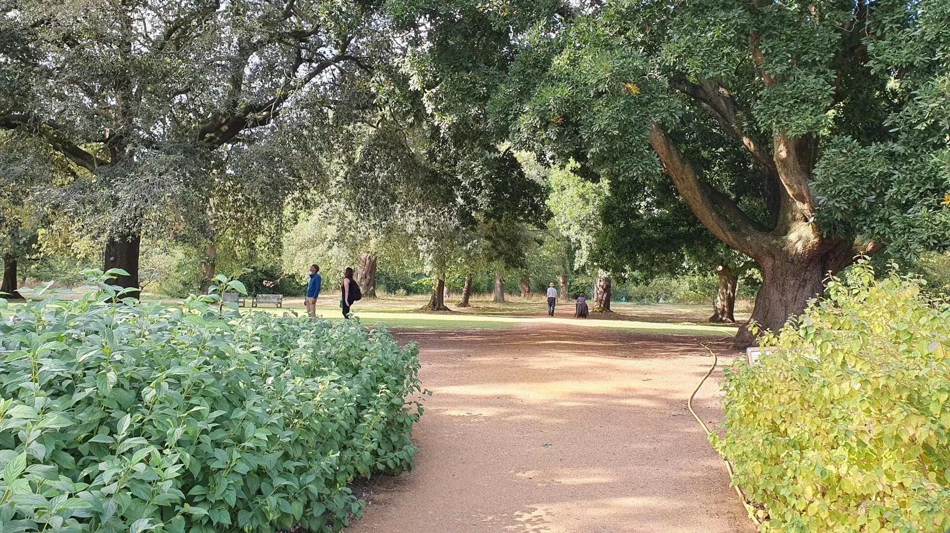 Oak trees at Kew Gardens, Kate Solecki © RBG Kew Visitors admiring the oak trees at Kew Gardens