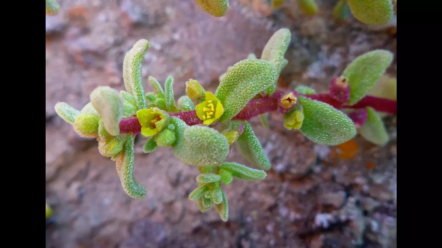 Tetragonia microcarpa, a member of Stone Plants Family Aizoaceae © Oliver Whaley, RBG Kew A closeup of a plant shows its small flowers branching from the base of individual leaves.