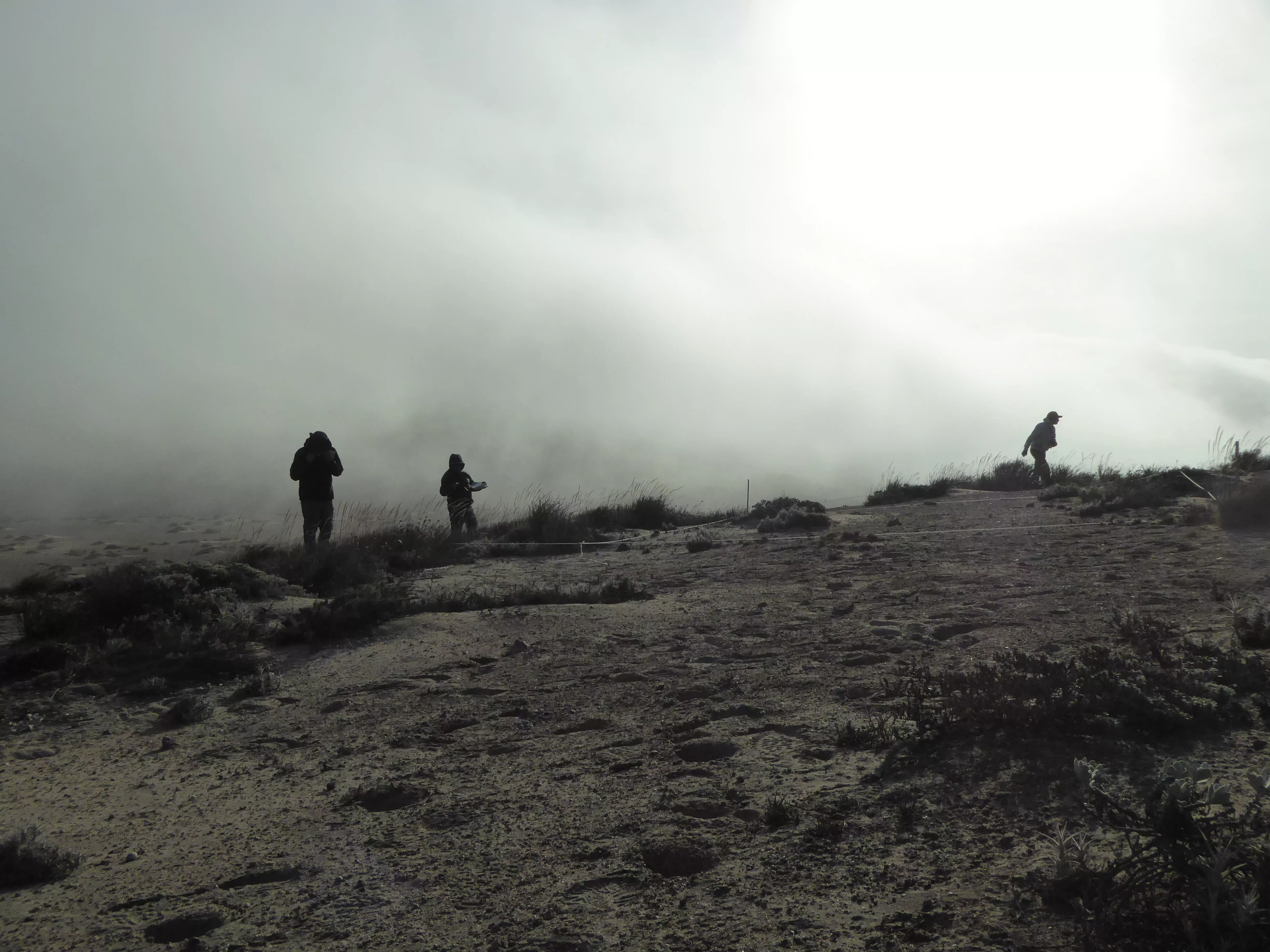 Inside the lomas fog, silhouetted scientists carry out fieldwork amongst the sands and fog-reliant vegetation © RBG Kew Three silhouttes carry out fieldwork in a foggy landscape