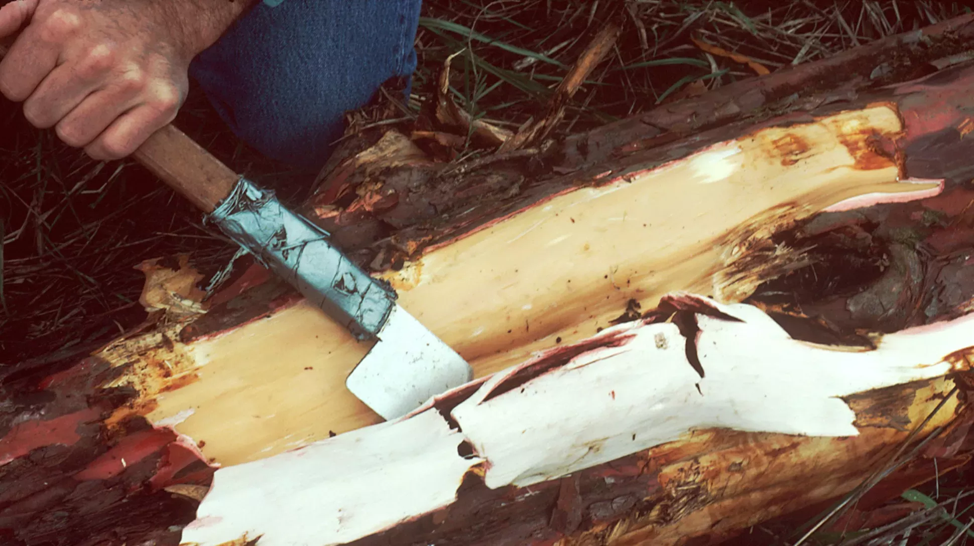 Pacific yew (Taxus brevifolia) bark collection, Walter Siegmund CC BY 2.5 A hand holding a blade on a stick cutting away at red brown bark from a tree