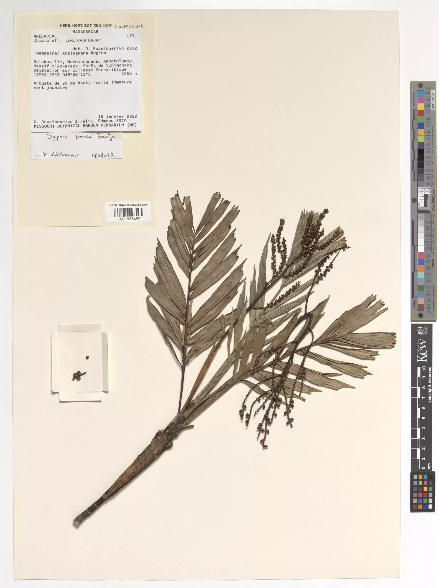 Kew herbarium palm specimen from Madagascar, belonging to the species Dypsis bonsai © RBG Kew A herbarium specimen of a palm branch