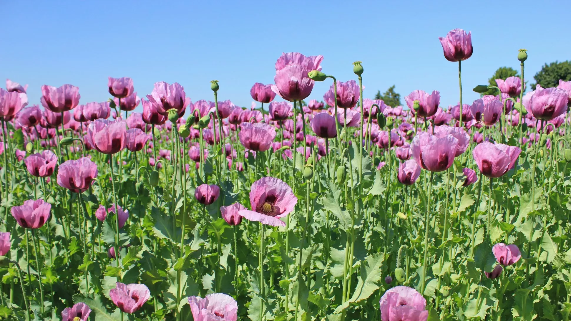Opium poppies (Papaver somniferum), Kora27 on Wikimedia Commons CC BY-SA 4.0 A field of pink opium poppies under a blue sky