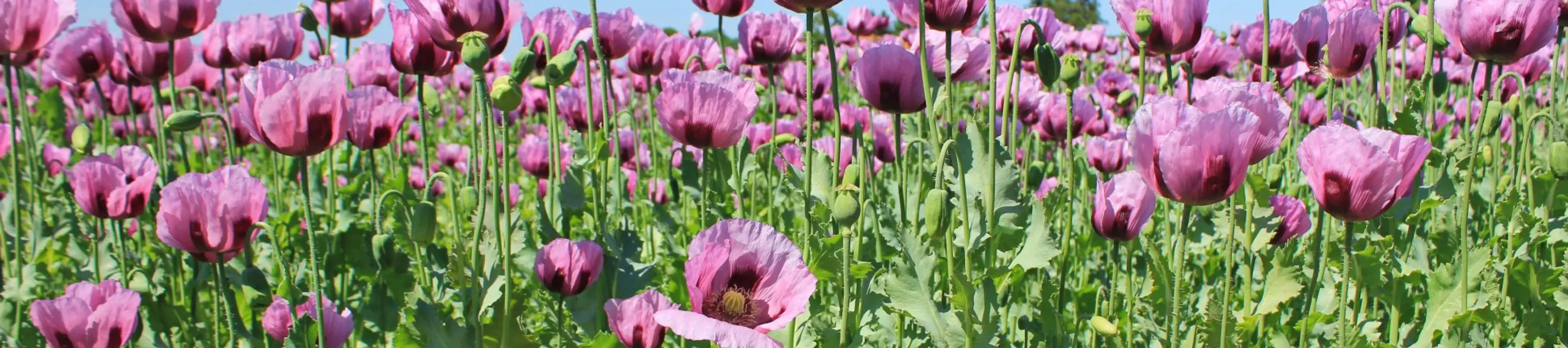Opium poppies (Papaver somniferum), Kora27 on Wikimedia Commons CC BY-SA 4.0 A field of pink opium poppies under a blue sky