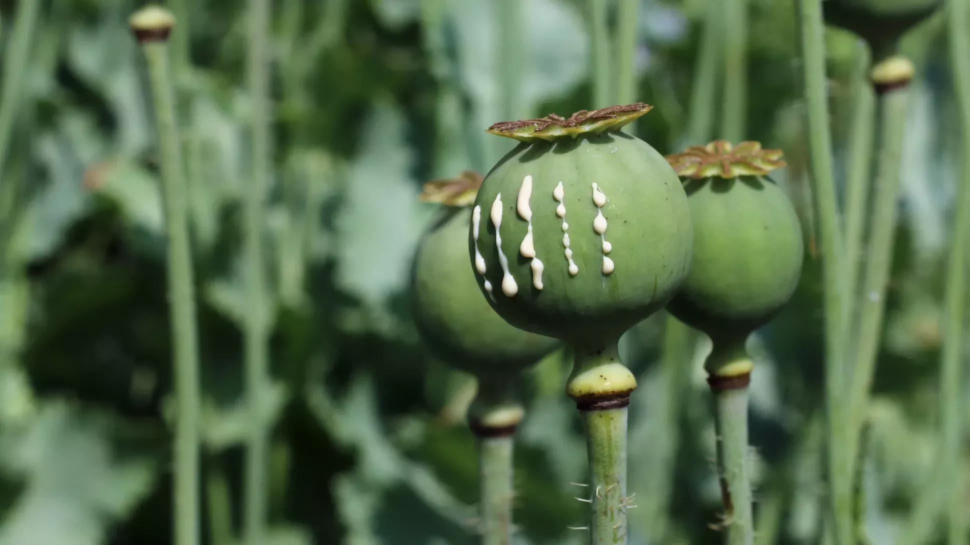 Opium poppy (Papaver somniferum) seed pod with latex, George Chernilevsky on Wikimedia Commons CC BY-SA 4.0 White drops of latex coming from a round green opium poppy seed pod