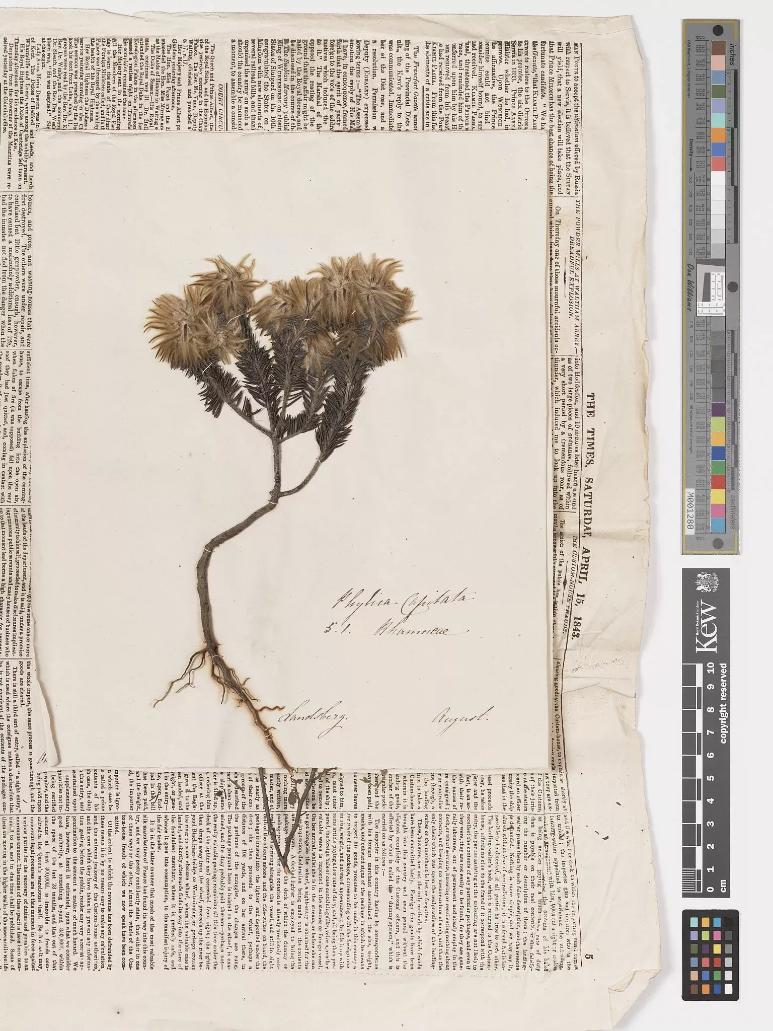 Phylica specimen collected in South Africa by Rachel Jameson 1841, with newspaper dated 1842 © RBG Kew A herbarium specimen on old newspaper