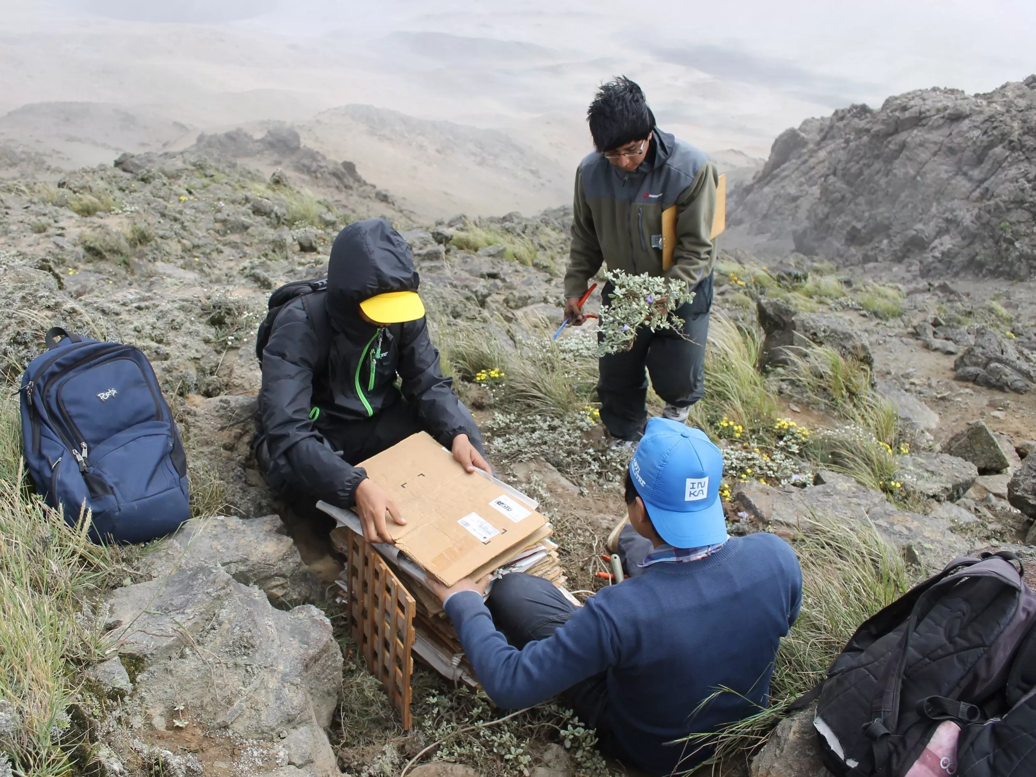 The collection of plants for herbarium specimens and other research has been an essential part of understanding lomas ecosystems and working towards their protection © RBG Kew Three people are pressing plants into herbarium specimens within a desert