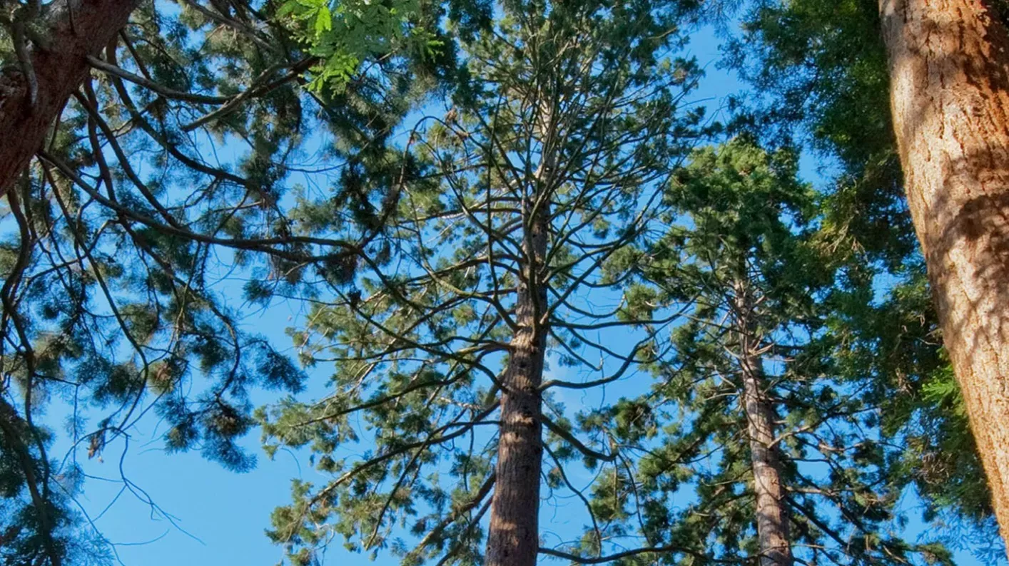 Redwoods in the Pinetum, Andrew McRobb © RBG Kew