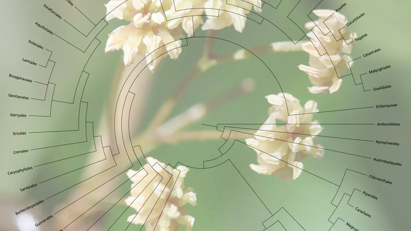 PAFTOL © RBG Kew.