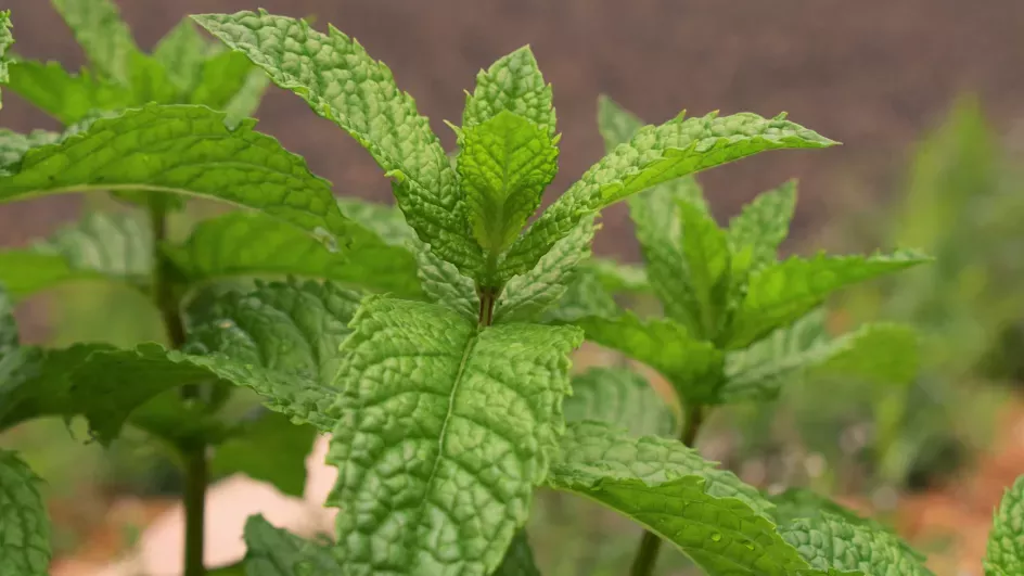 Mint in the Pavilion herb garden, Ellen McHale © RBG Kew