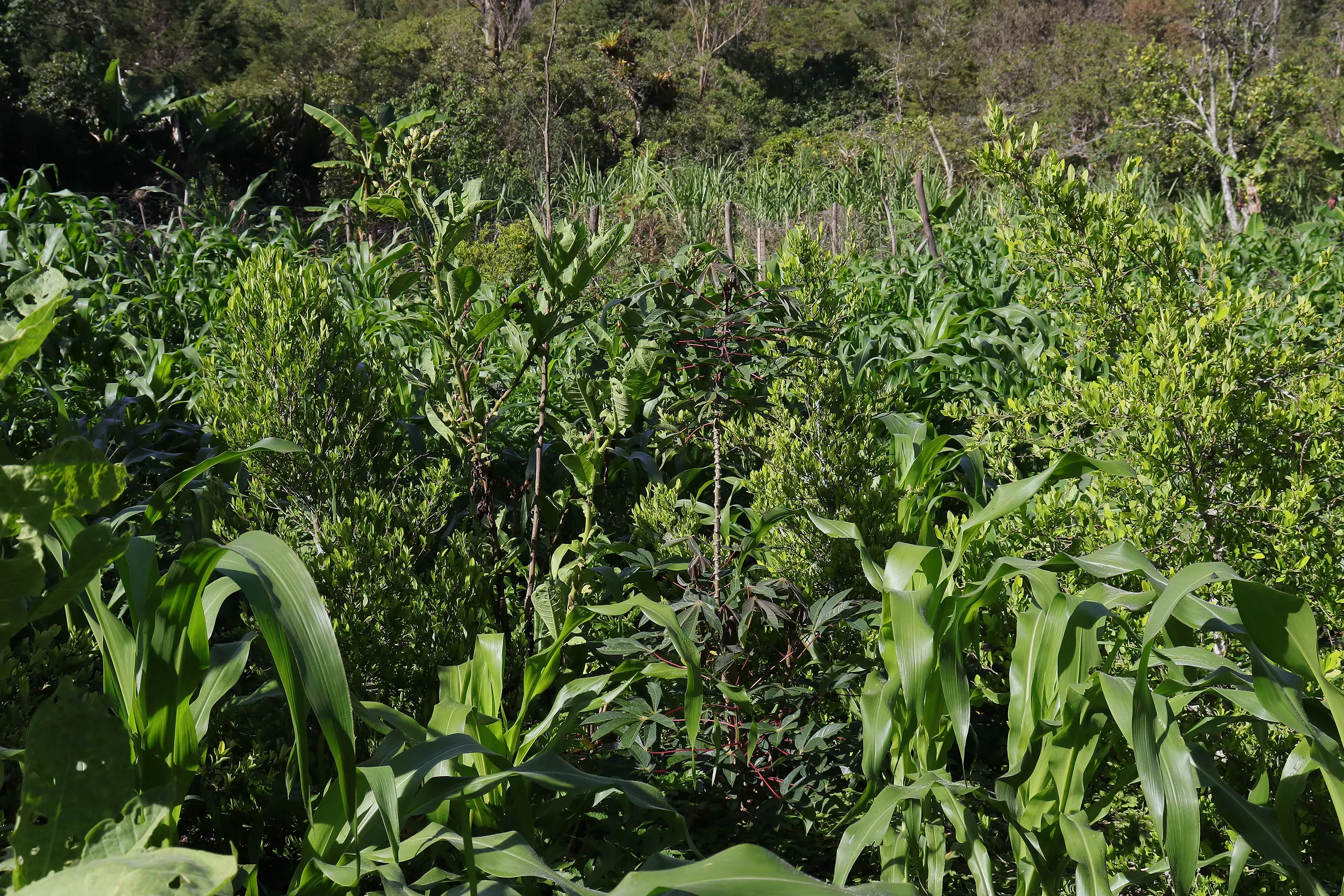 The traditional way that Indigenous communities grow coca trees is in orchards like this one - a few plants admixed with a rich array of many other useful plants © RBG Kew Coca plants grow among many other species