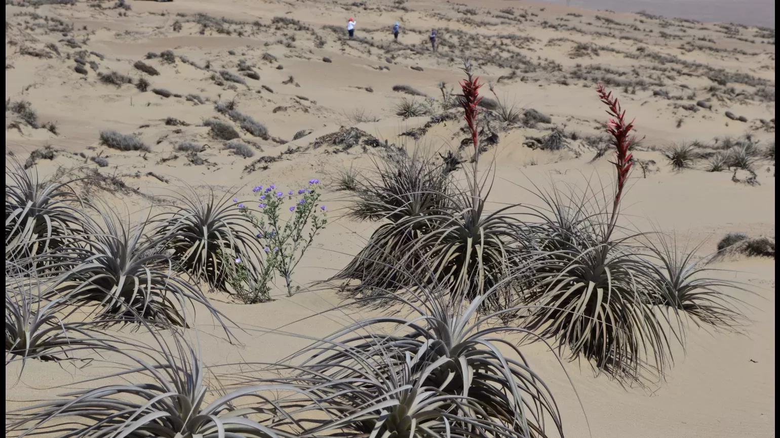 The long blade-like leaves and protruding red inflorescence of Tillandsia latifolia (right), contrast with the smaller structure and blue/purple flowers of Solanum edmonstonei (left) © Oliver Whaley, RBG Kew A desert scene shows multiple plant types and people working in the distance