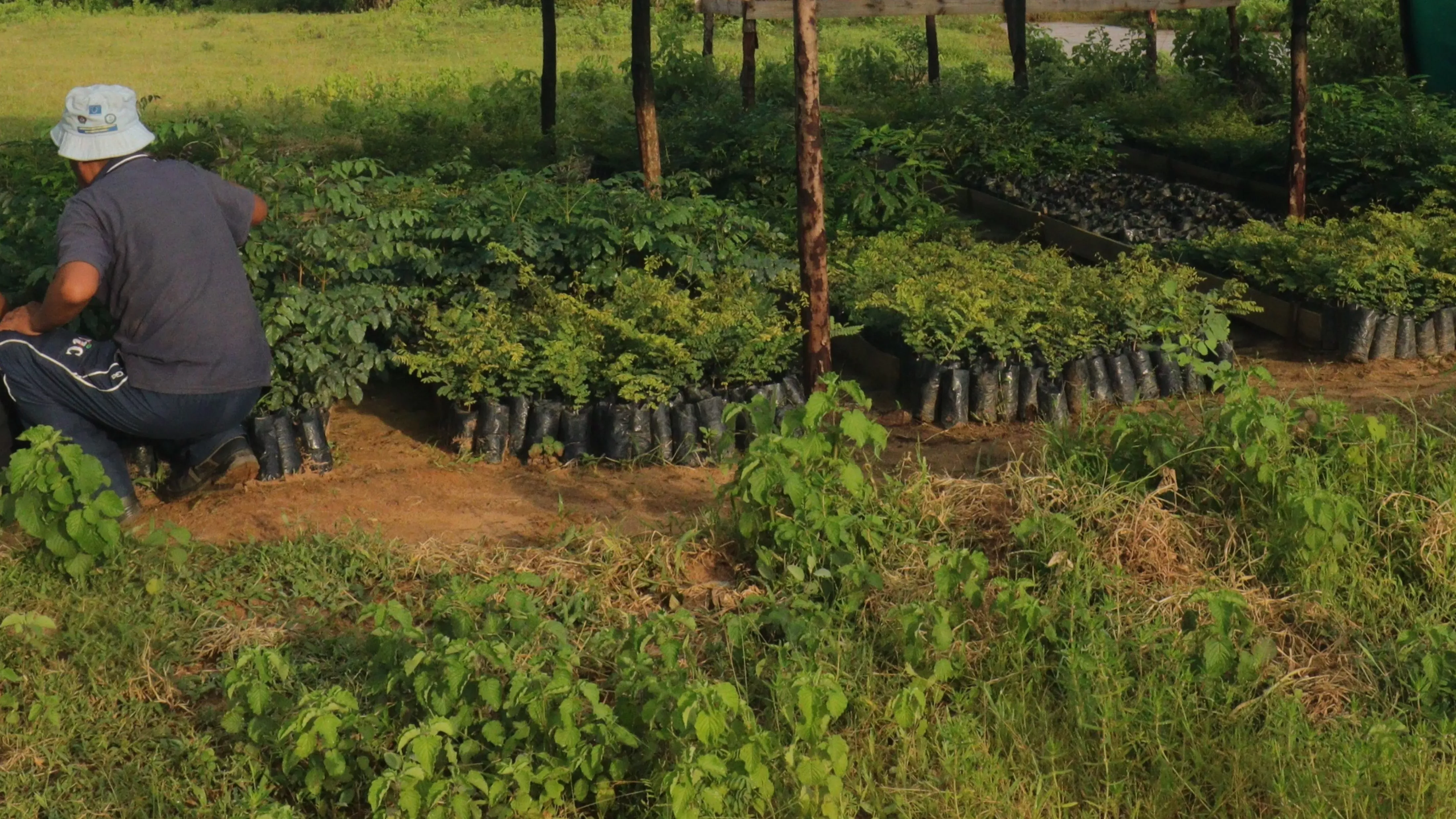 A tree plantation in Madagascar contains hundreds of young plants chosen for their suitability for forest restoration © Rafaralahy Valisoa, RBG Kew A man kneels next to countless tree saplings