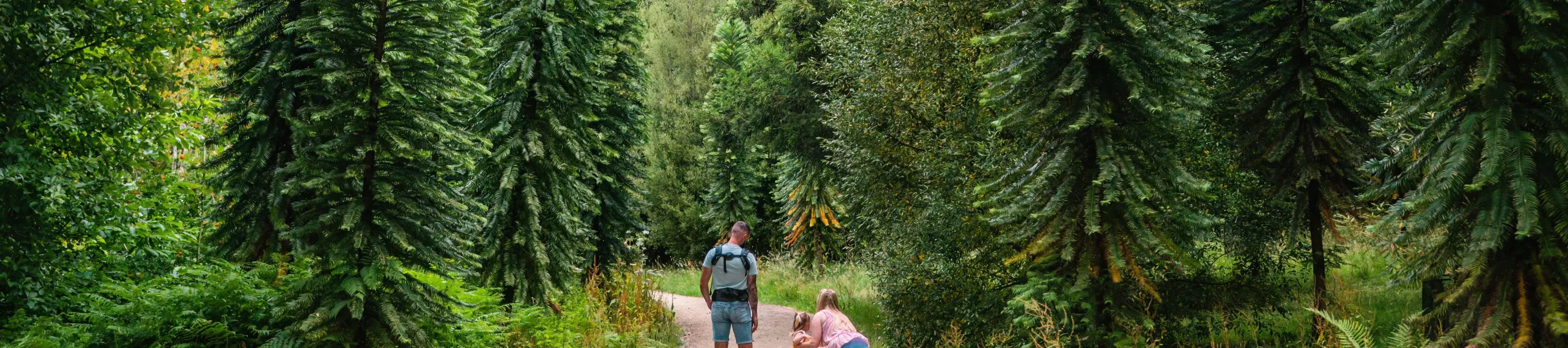Coates Wood, Visual Air © RBG Kew A group of people walk a path through a dense forest