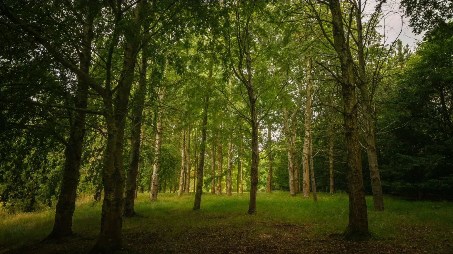 Coates Wood at Wakehurst, Visual Air © RBG Kew A dark green woodland