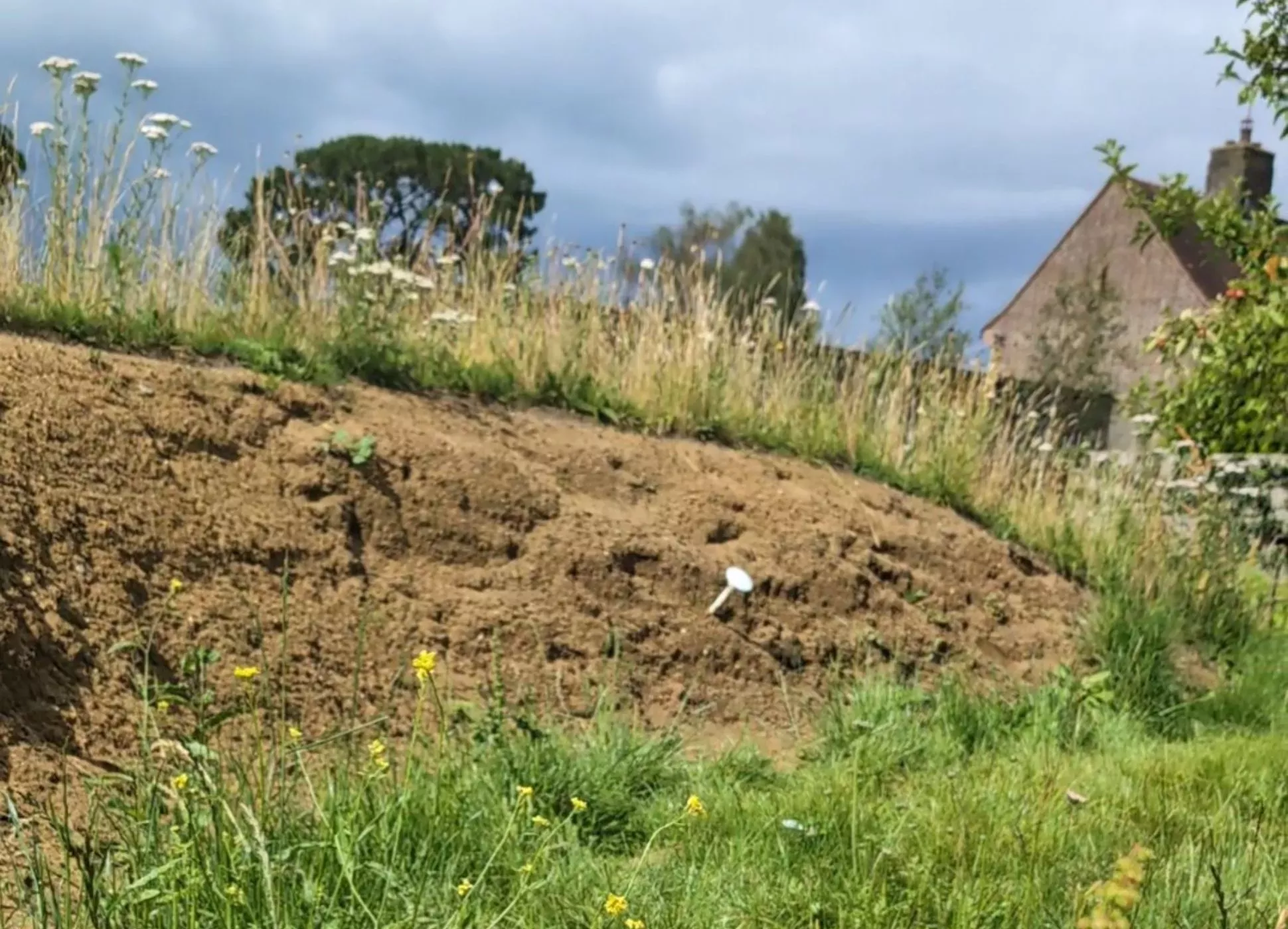 Wakehurst's Bee Bank © RBG Kew A sandy bee bank, surrounded by grass and wildflowers