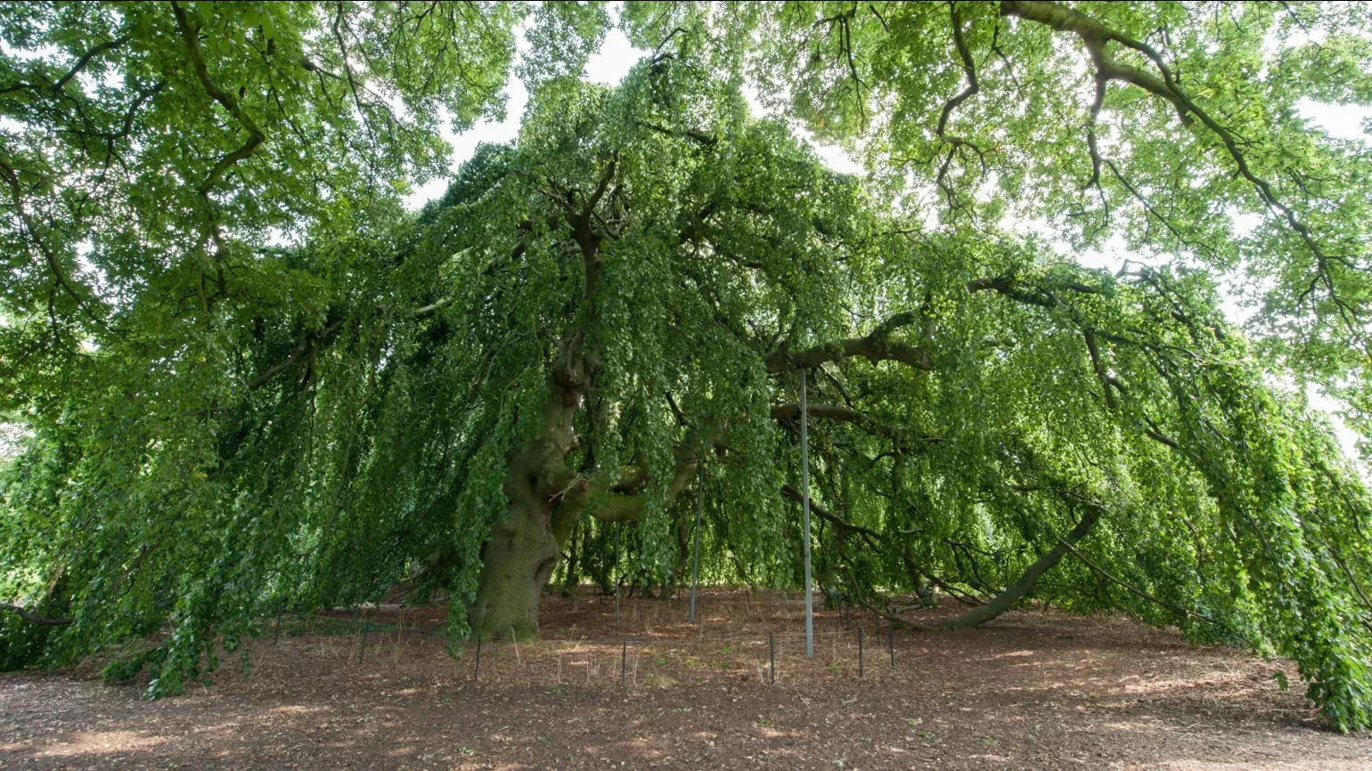 Weeping beech (Fagus sylvatica Pendula), Andrew McRobb © RBG Kew A large leafy green beech tree that is forming a large wide and low canopy over the ground