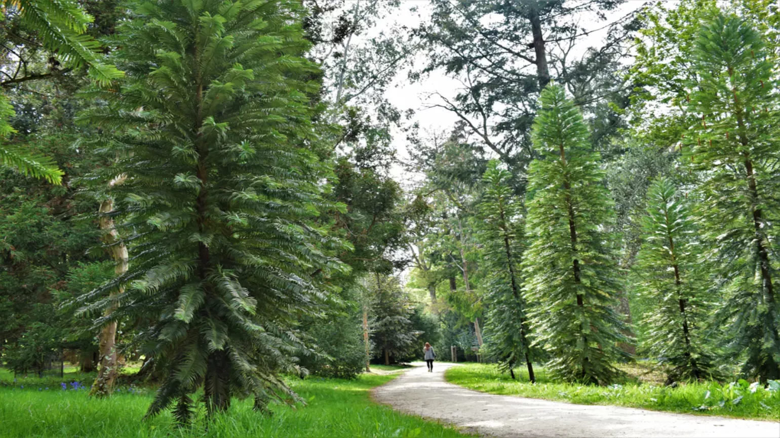 Wollemi pines growing in Coates wood, Ellen McHale © RBG Kew Wollemi pines growing in Coates wood, Wakehurst