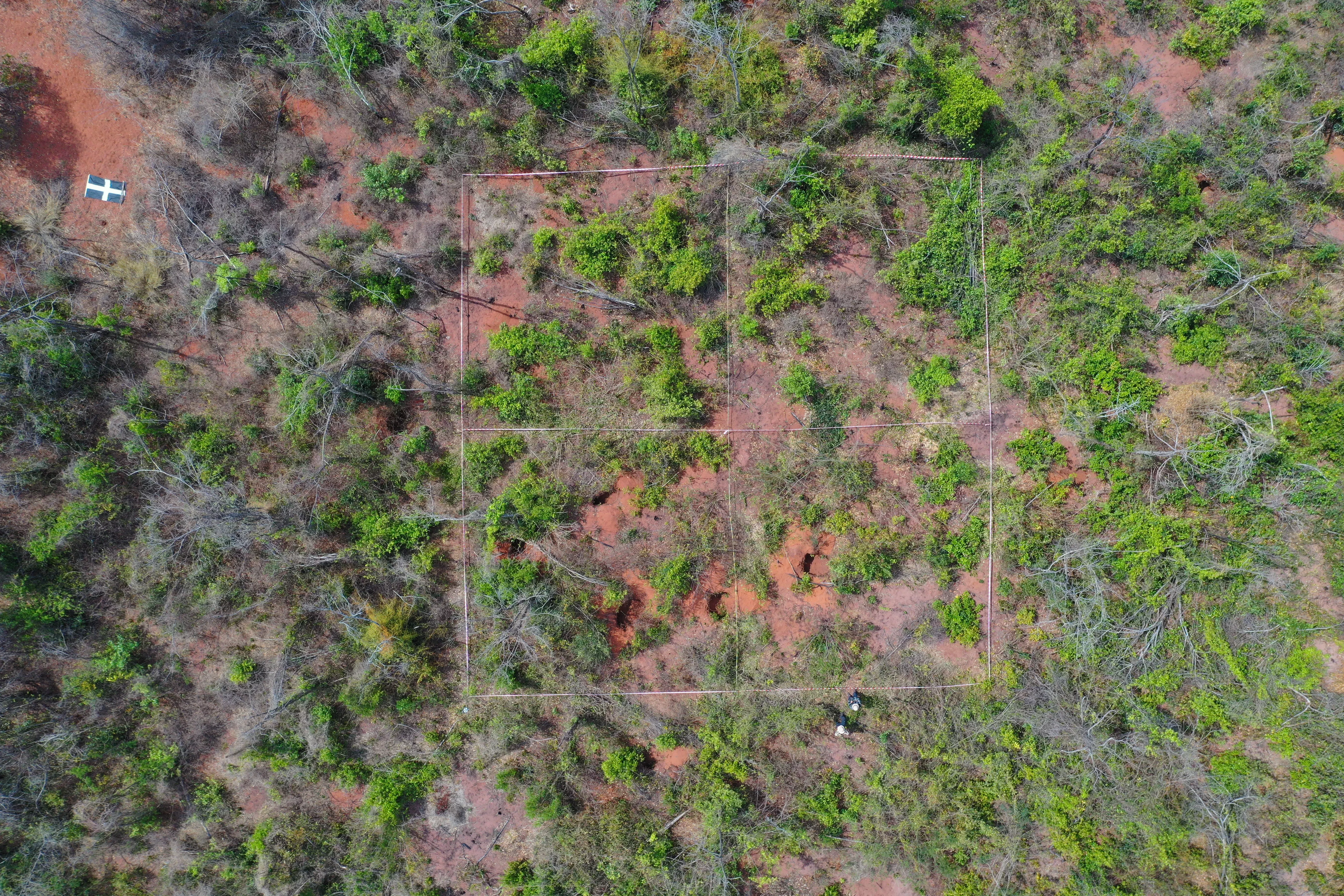 Early days - a site seeing the beginnings of restoration efforts in early 2024 is studied in depth. Time and study of this patch and others like it will guide the way to success © Jenny Williams, RBG Kew A reforestation site is marked with a study area