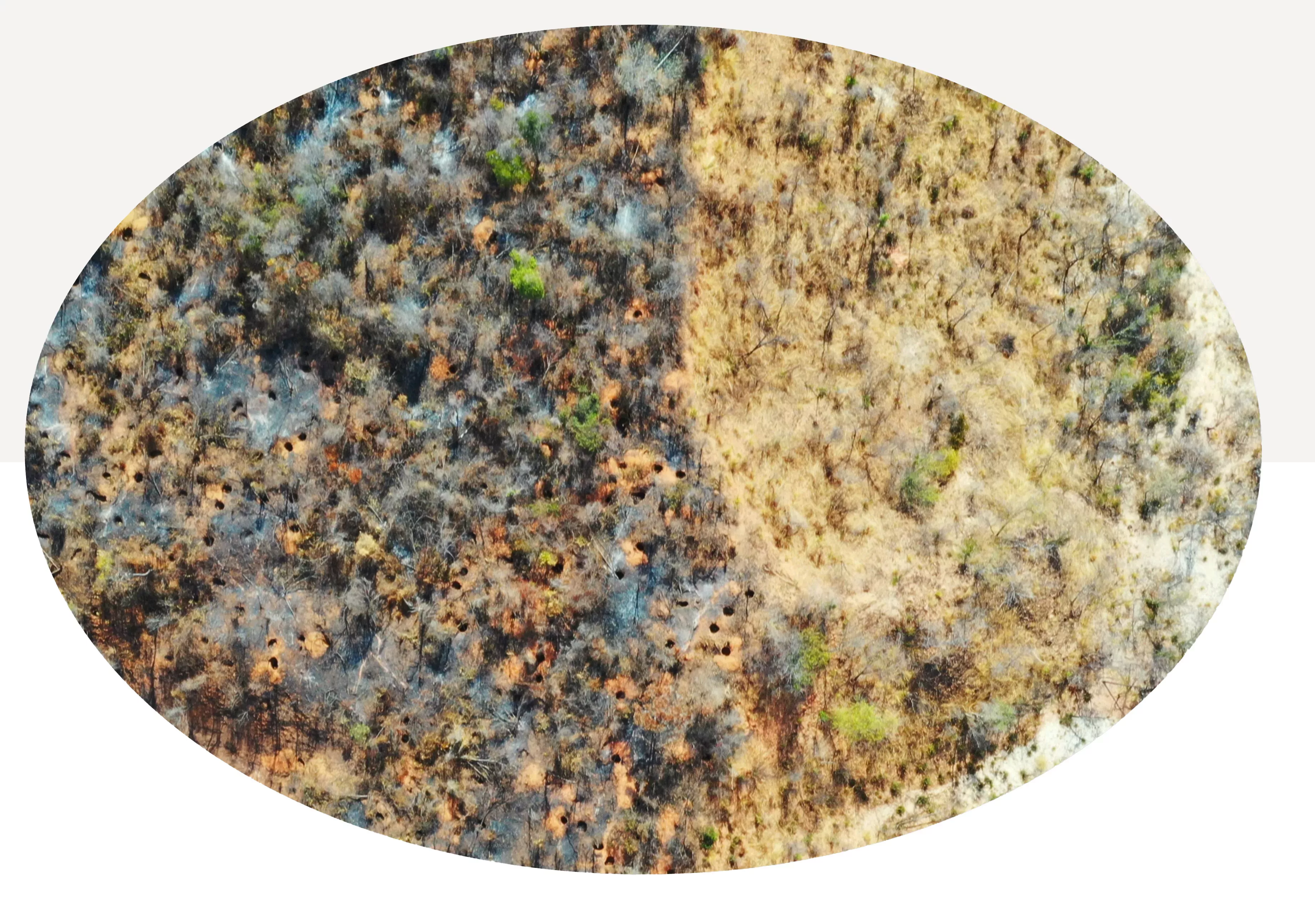 An aerial view of a forest shows it pockmarked with holes from yam harvesting © Jenny Williams, RBG Kew An aerial view of a forest shows it pockmarked with holes from yam harvesting