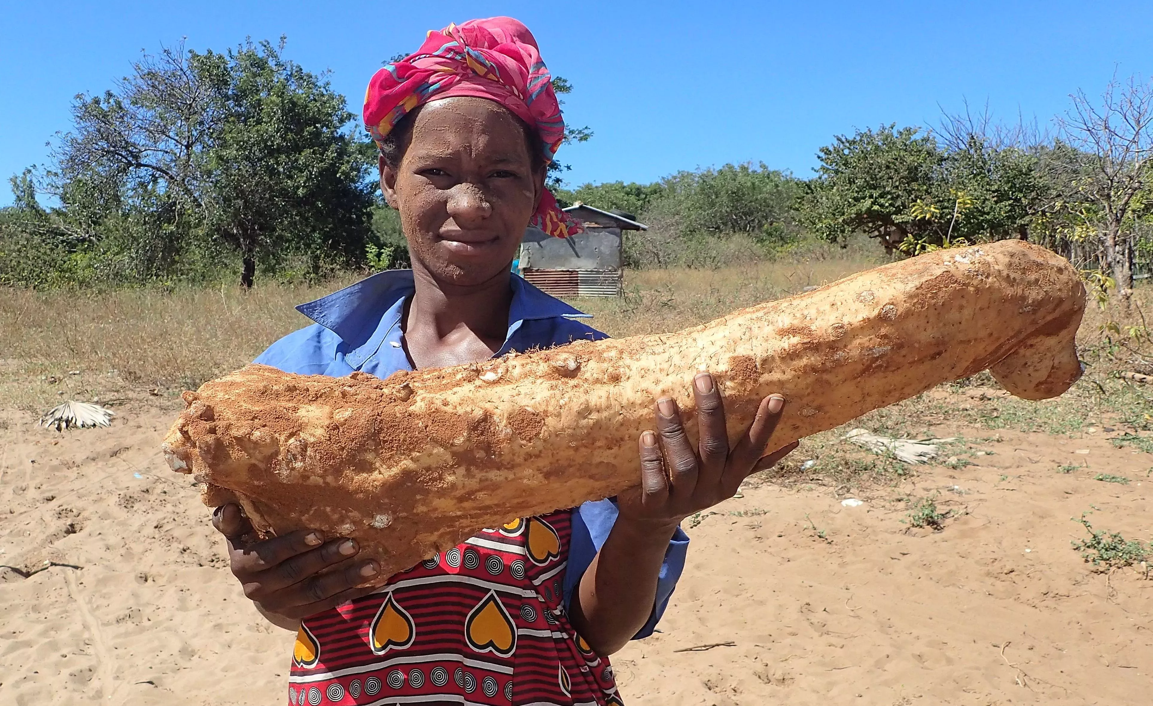 Dioscorea orangeana yams can grow to a large size and are a key food source for many Malagasy communities © Fenonirina Rakotoarison, RBG Kew A person holds a large cylindrical yam
